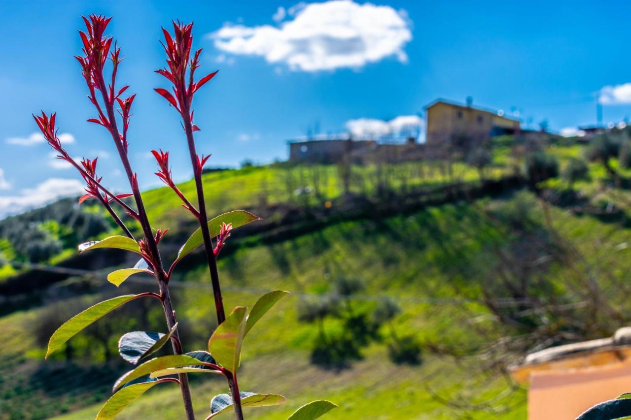 La Casa Del Nonno Bed and Breakfast Spoltore Buitenkant foto